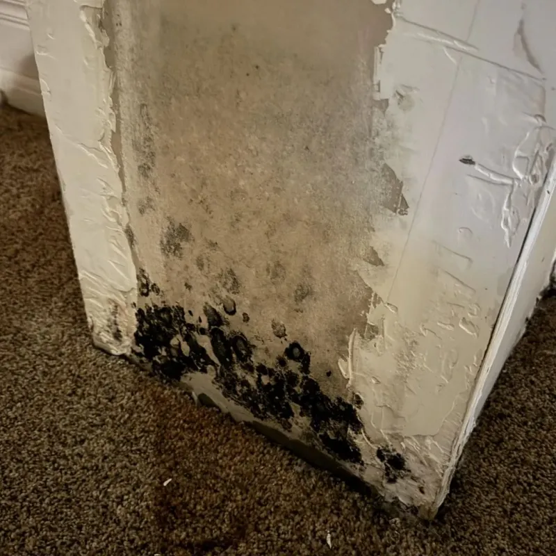 Professional Mold Removal in Dixie County, FL